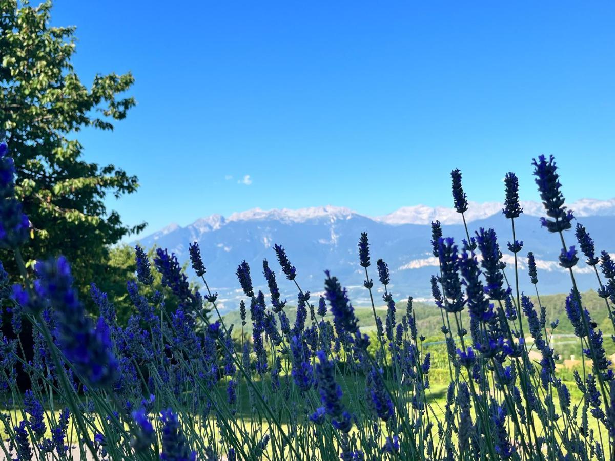 Ciasa Erica - Val Di Non Daire Predaia Dış mekan fotoğraf