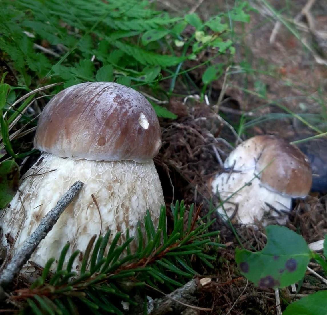 Ciasa Erica - Val Di Non Daire Predaia Dış mekan fotoğraf